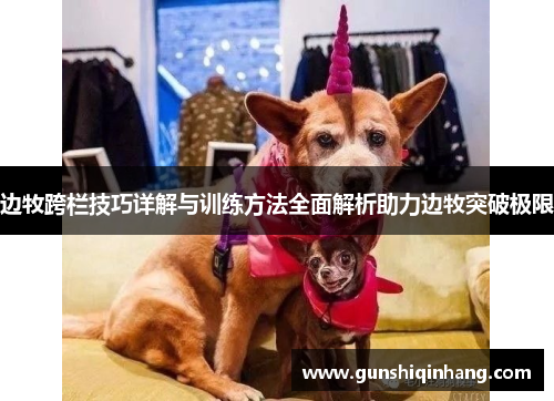 边牧跨栏技巧详解与训练方法全面解析助力边牧突破极限
